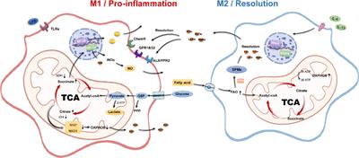 Macrophage Polarization, Metabolic Reprogramming, and Inflammatory Effects in Ischemic Heart Disease